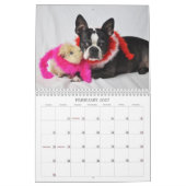 Oscar the Boston Terrier 2013 kalender (Feb 2027)