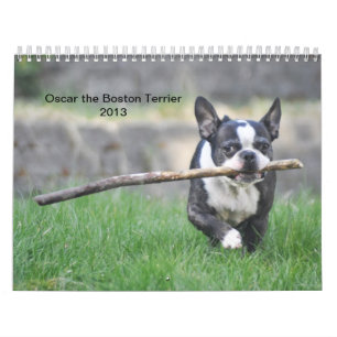 Oscar the Boston Terrier 2013 kalender