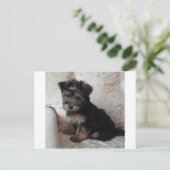 Oscar the Yorkshire Terrier Puppy Briefkaart (Staand voorkant)