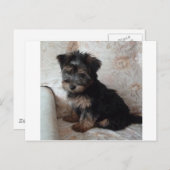 Oscar the Yorkshire Terrier Puppy Briefkaart (Voorkant / Achterkant)