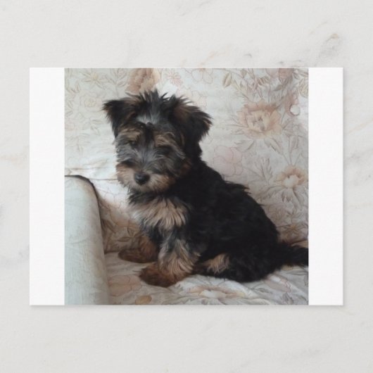 Oscar the Yorkshire Terrier Puppy Briefkaart (Voorkant)
