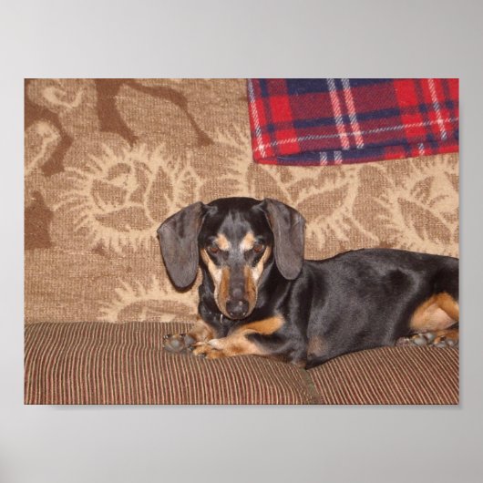 Oscar Wiener Dog Poster (Voorkant)