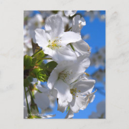 Oshima Cherry Blossom [Briefkaart] Briefkaart