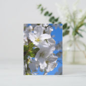 Oshima Cherry Blossom [Briefkaart] Briefkaart (Staand voorkant)