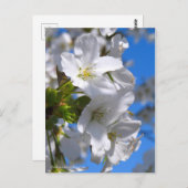 Oshima Cherry Blossom [Briefkaart] Briefkaart (Voorkant / Achterkant)