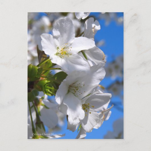 Oshima Cherry Blossom [Briefkaart] Briefkaart (Voorkant)