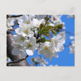 Oshima Cherry Blossom [Briefkaart] Briefkaart