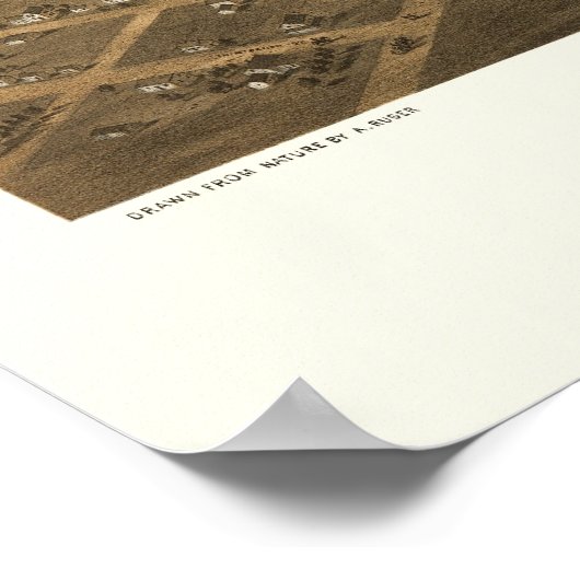 Oshkosh, WI Panoramic Map - 1887 Poster (Hoek)