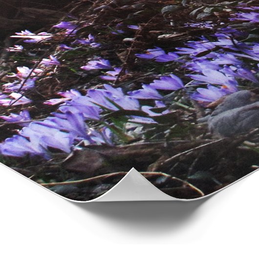 Osho Wisdom Poster van de Verlichting van het Cita (Hoek)