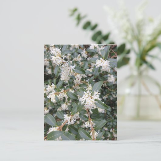 Osmanthus Burkwoodii in het Briefkaart Park (Staand voorkant)