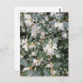 Osmanthus Burkwoodii in het Briefkaart Park (Voorkant / Achterkant)