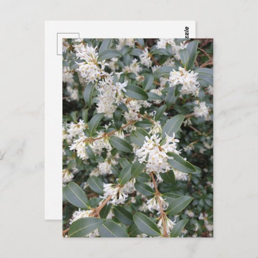 Osmanthus Burkwoodii in het Briefkaart Park (Voorkant / Achterkant)