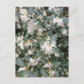 Osmanthus Burkwoodii in het Briefkaart Park (Voorkant)