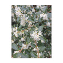 Osmanthus Burkwoodii in het park ansichtkaart