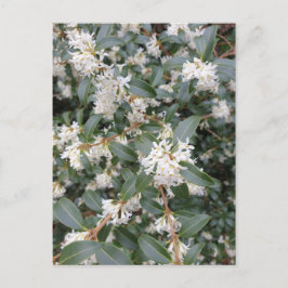 Osmanthus Burkwoodii in het park ansichtkaart Briefkaart