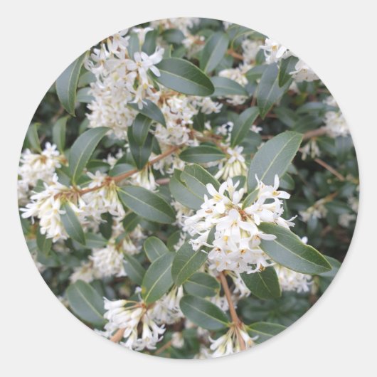 Osmanthus Burkwoodii in het Park Ronde Sticker (Voorkant)