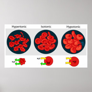Osmotische druk op een doorlaatbaar membraandiagra poster