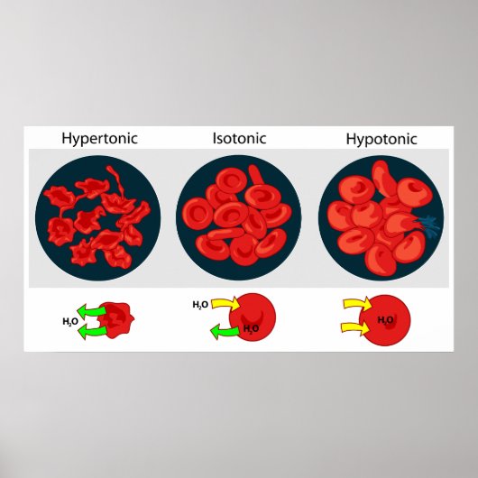 Osmotische druk op een doorlaatbaar membraandiagra poster (Voorkant)