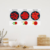 Osmotische druk op een doorlaatbaar membraandiagra poster (Keuken)