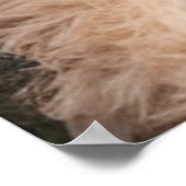 Oso de peluche poster (Hoek)