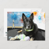 Oso - German Shepherd -4 Briefkaart (Voorkant / Achterkant)