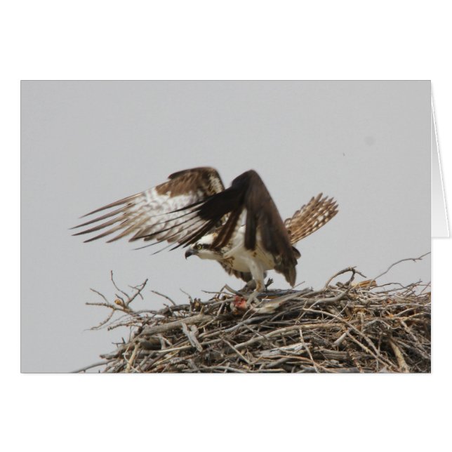 Osprey (Voorkant Horizontaal)