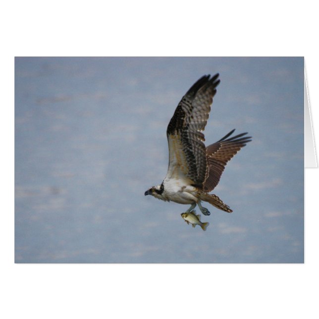 Osprey (Voorkant Horizontaal)