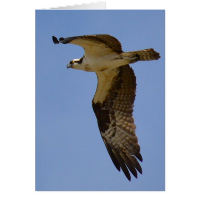 Osprey (Voorkant)