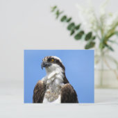 Osprey (4964) Briefkaart (Staand voorkant)