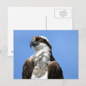 Osprey (4964) Briefkaart (Voorkant / Achterkant)