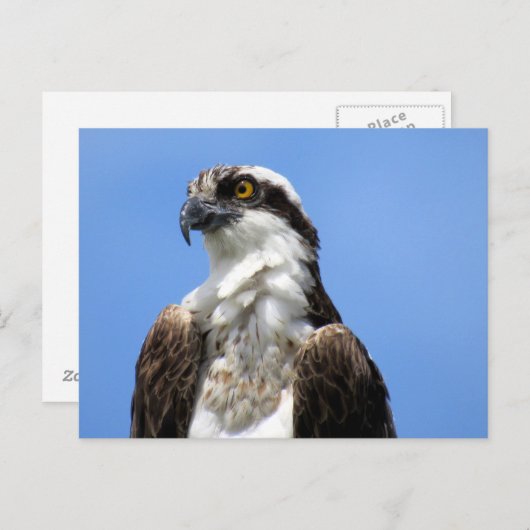 Osprey (4964) Briefkaart (Voorkant / Achterkant)