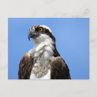 Osprey (4964) Briefkaart