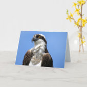 Osprey (4964) kaart (Gele Bloem)