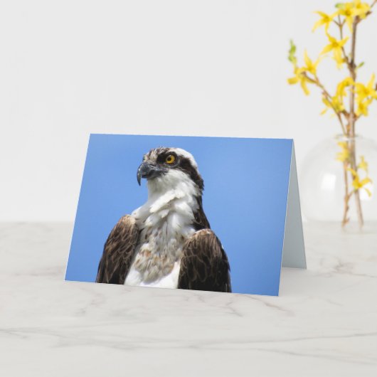 Osprey (4964) kaart (Gele Bloem)