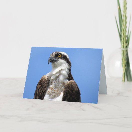 Osprey (4964) kaart (Voorkant)