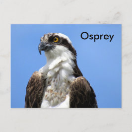 Osprey (4964) Learning-Briefkaart Briefkaart