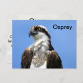 Osprey (4964) Learning-Briefkaart Briefkaart (Voorkant / Achterkant)