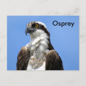Osprey (4964) Learning-Briefkaart Briefkaart (Voorkant)