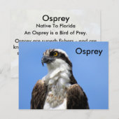 Osprey (4964) Learning-Briefkaart Briefkaart (Voorkant / Achterkant)
