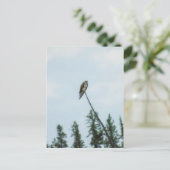 Osprey 9028 briefkaart (Staand voorkant)