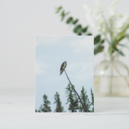 Osprey 9028 briefkaart (Staand voorkant)