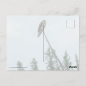 Osprey 9028 briefkaart (Achterkant)