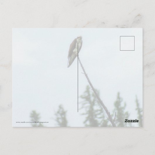 Osprey 9028 briefkaart (Achterkant)