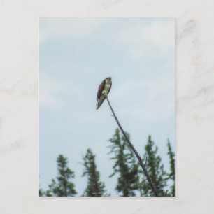 Osprey 9028 briefkaart