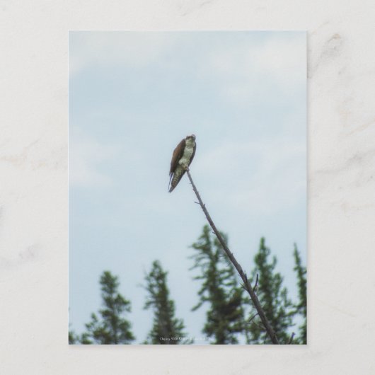 Osprey 9028 briefkaart (Voorkant)