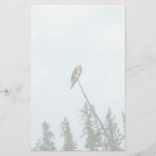 Osprey 9028 briefpapier (Voorkant)