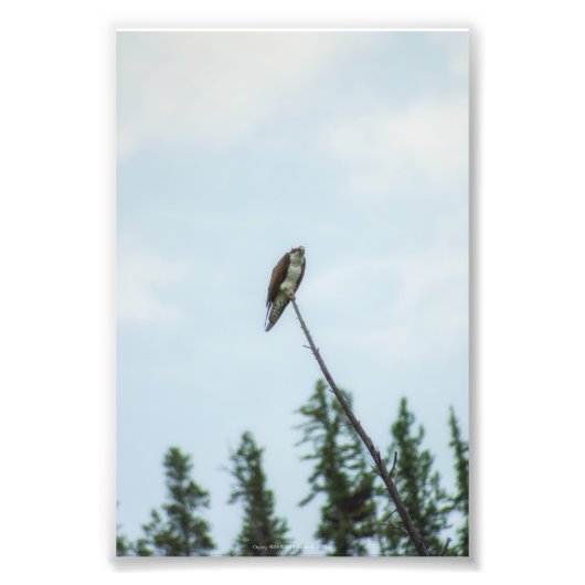 Osprey 9028 foto afdruk (Voorkant)