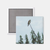 Osprey 9028 magneet (Voorkant / Achterkant)