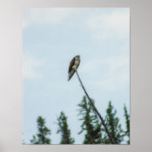 Osprey 9028 poster (Voorkant)