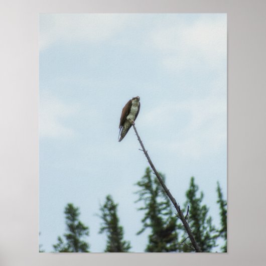 Osprey 9028 poster (Voorkant)